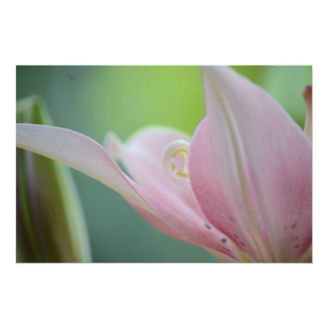 Foto Lily rosa de Shirley Taylor (Frente)