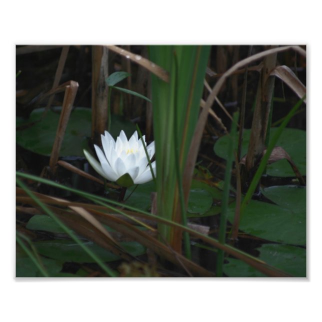 Foto Lilypads Lilypads de Agua Blanca Lily 10x8 Flor (Frente)