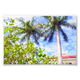 Foto Limequías de Florida