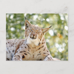 Foto lince , animales . postal