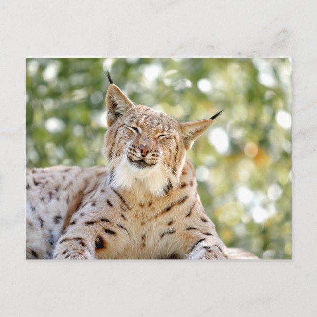 Foto lince , animales . postal (Anverso)
