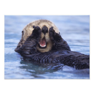 Foto Linda nutria de mar   Alaska, EE. UU.