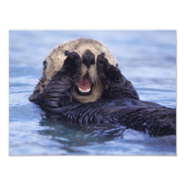 Foto Linda nutria de mar | Alaska, EE. UU. (Frente)