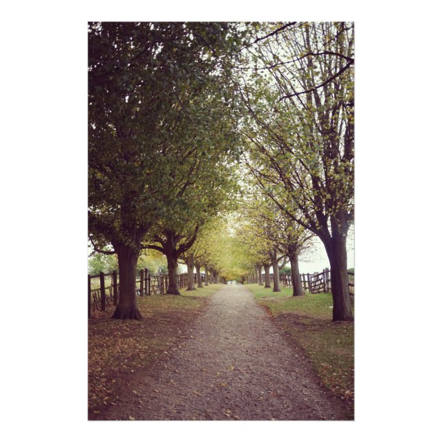 Foto Línea de árboles de bosque (Frente)