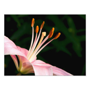Foto Lirio Asiático Rosa Primer Plano