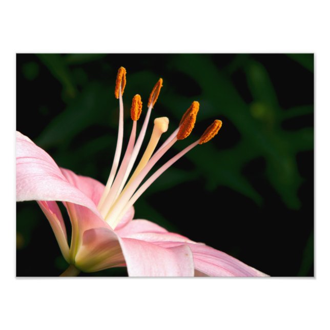 Foto Lirio Asiático Rosa Primer Plano (Frente)