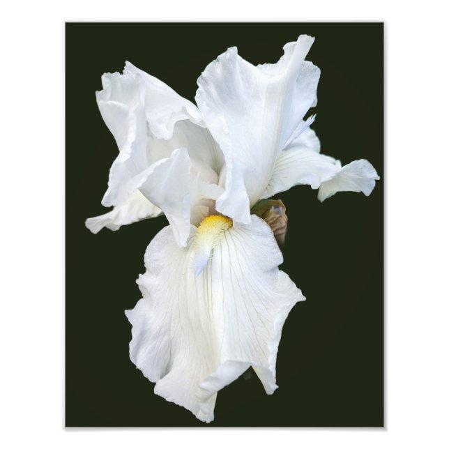 Foto Lirio barbudo blanco sobre fondo negro (Frente)