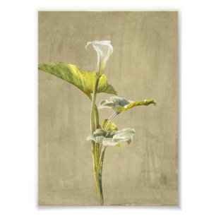 Foto Lirio Calla de Fidelia Bridges