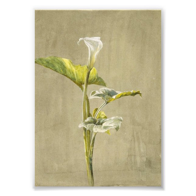 Foto Lirio Calla de Fidelia Bridges (Frente)