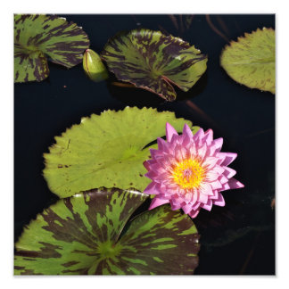 Foto Lirio de agua de 12" x 12"