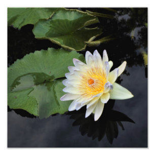 Foto Lirio de agua de 12" x 12"