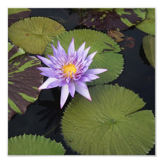 Foto Lirio de agua de 12" x 12" (Frente)