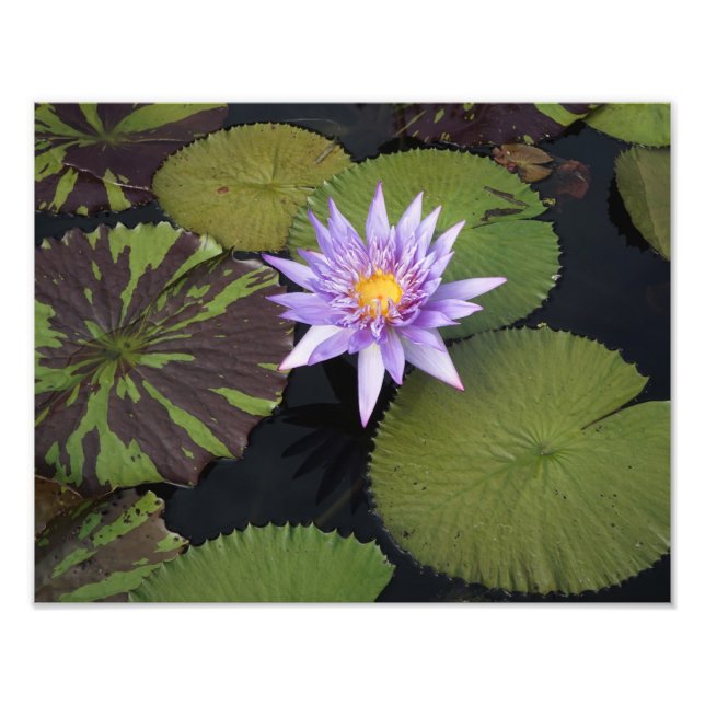 Foto Lirio de agua de 14"x11" (Frente)