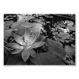 Foto Lirio de agua en blanco y negro