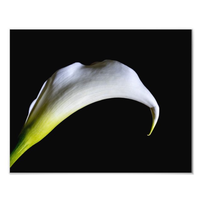 Foto Lirio de Calla Blanca 8918 (Frente)