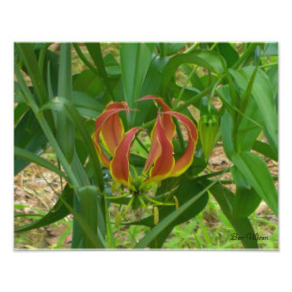 Foto Lirio de llamas - Gloriosa Superba