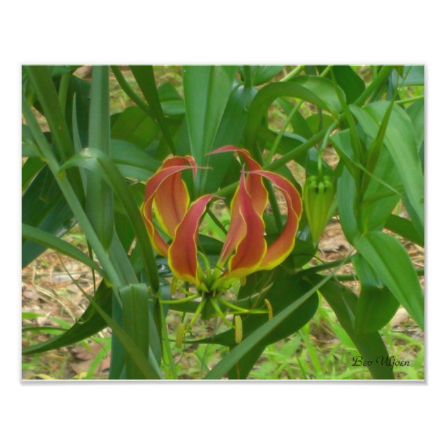 Foto Lirio de llamas - Gloriosa Superba (Frente)
