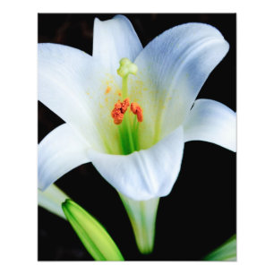 Foto Lirio de pascua