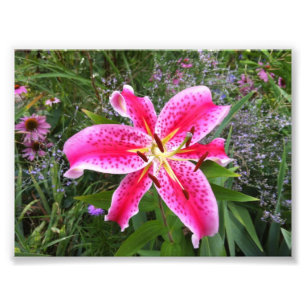Foto - lirio del Stargazer