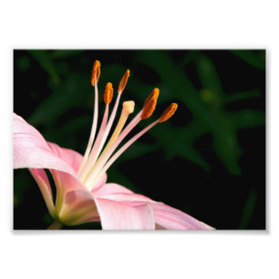 Foto Lirio rosado asiático Closeup