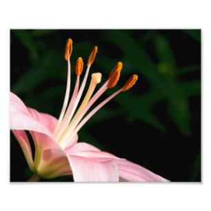 Foto Lirio rosado asiático Closeup