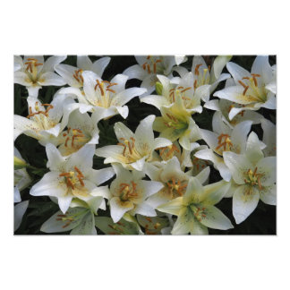Foto Lirios blancos de 19"x13"