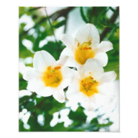 Lirios blancos - Lilium candidum