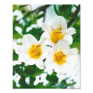 Foto Lirios blancos - Lilium candidum