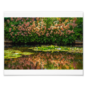 Foto Lirios del agua de Monet