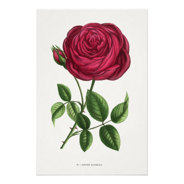 Foto Litografía de rosa antigua, François-Frédéric Grob (Frente)