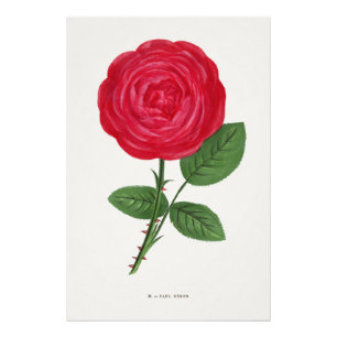 Foto Litografía de rosa antigua, François-Frédéric Grob