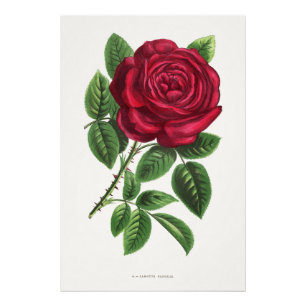 Foto Litografía de rosa antigua, François-Frédéric Grob