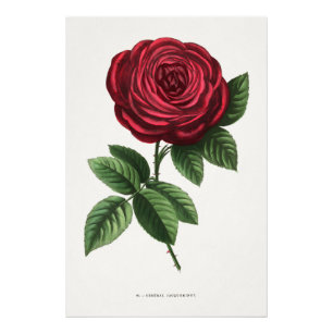 Foto Litografía de rosa antigua, François-Frédéric Grob