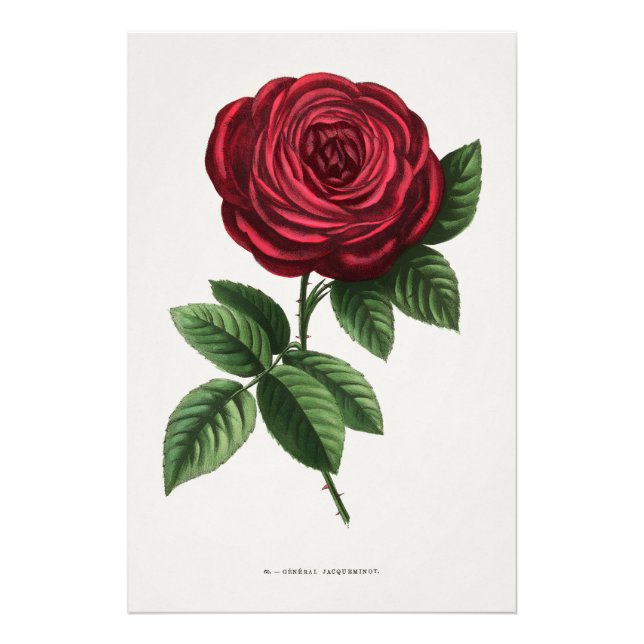 Foto Litografía de rosa antigua, François-Frédéric Grob (Frente)