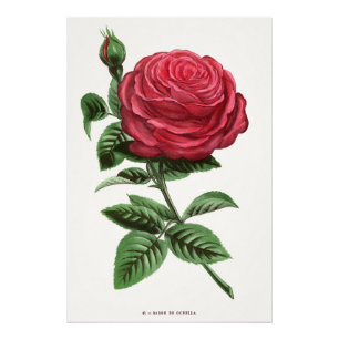 Foto Litografía de rosa antigua, François-Frédéric Grob