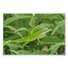 Foto Lizard del Viejo Mundo aka Chameleon