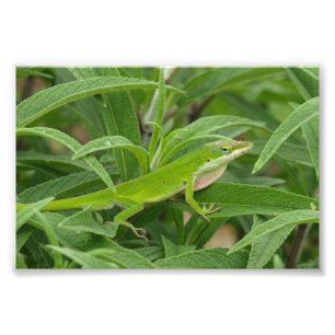 Foto Lizard del Viejo Mundo aka Chameleon