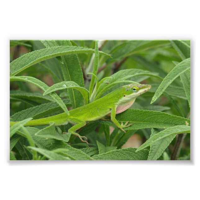 Foto Lizard del Viejo Mundo aka Chameleon (Frente)