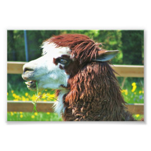 Foto Llama