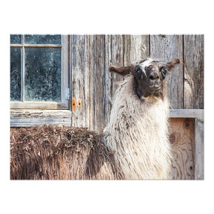 Foto Llama frente a un granero