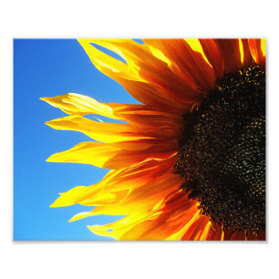 Foto Llamada de girasol 10x8