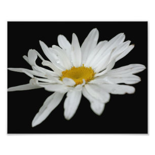 Foto Lluvia de flores de margarita blanca 8x10