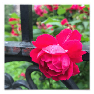 Foto Lluvias de lluvia Rosas de flores de rosa rosadas