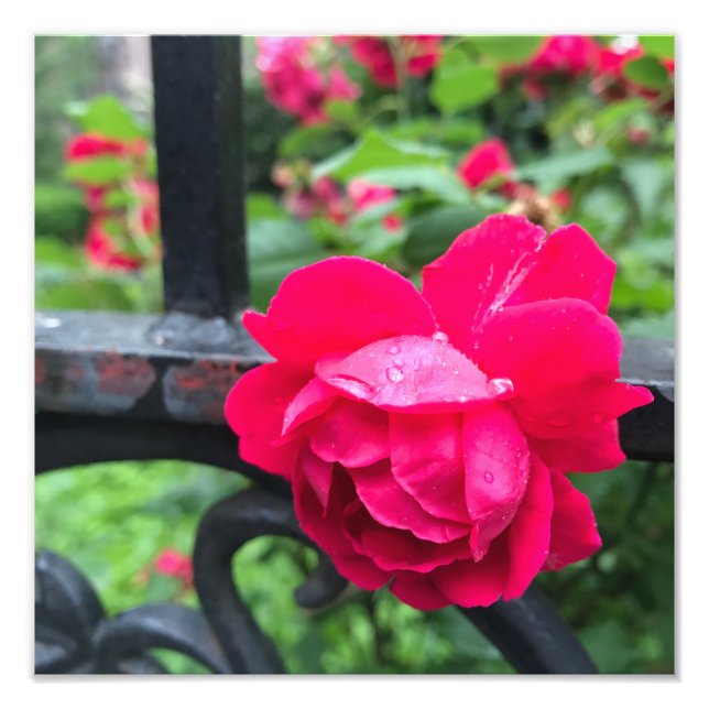 Foto Lluvias de lluvia Rosas de flores de rosa rosadas  (Frente)