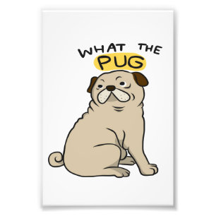 Foto Lo que el Pug se burló de la pug