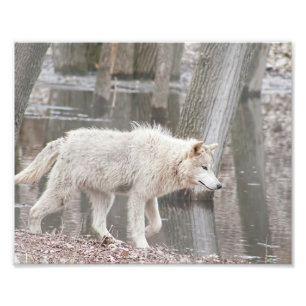 Foto Lobo de la madera camina junto al agua