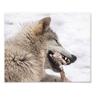 Foto Lobo de la madera comiendo su comida