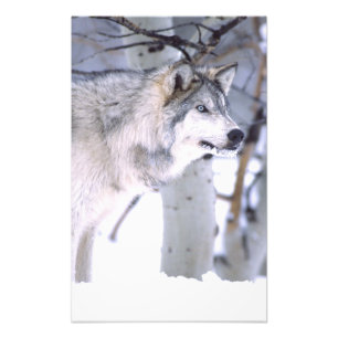 Foto Lobo de madera, Canis lupus, Animal de película Ut