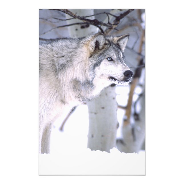 Foto Lobo de madera, Canis lupus, Animal de película Ut (Frente)