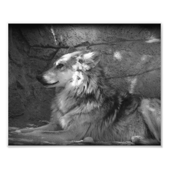 Foto Lobo en blanco y negro (Frente)